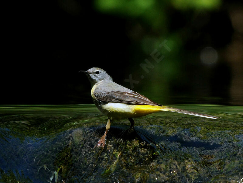 Grey Wagtail female adult breeding