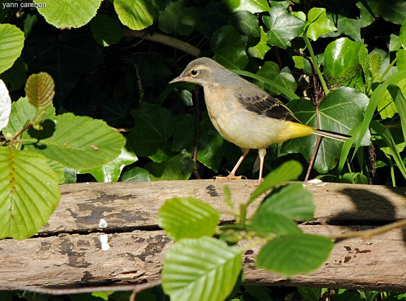 Grey Wagtail