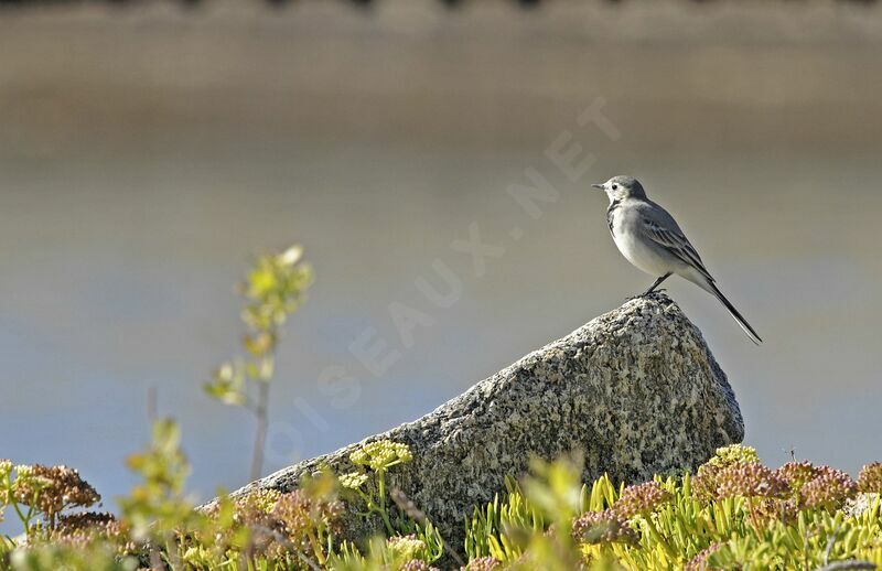 White Wagtail