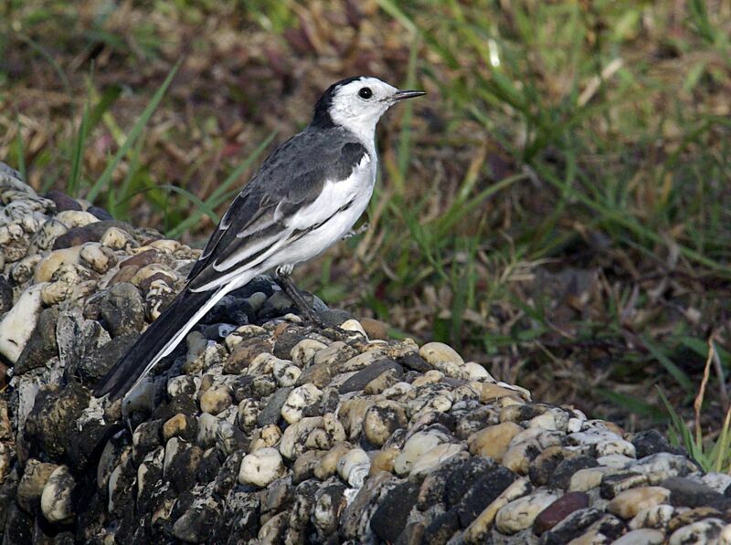 White Wagtail female adult post breeding