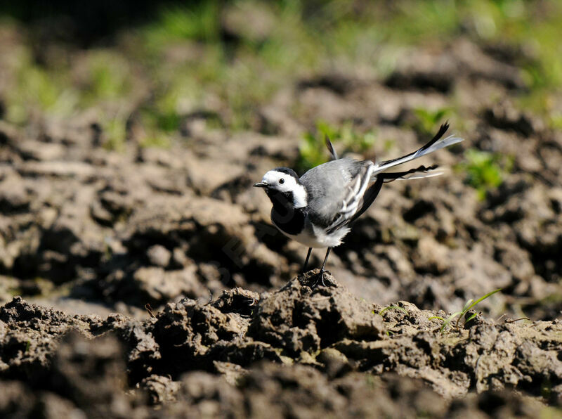 White Wagtail