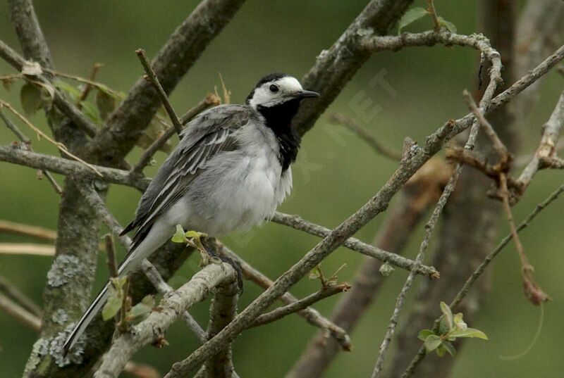 White Wagtailadult breeding