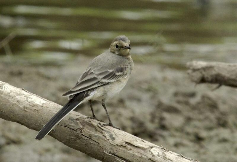 White Wagtail