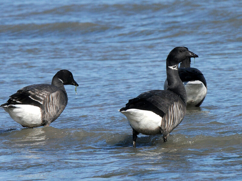 Brant Goose