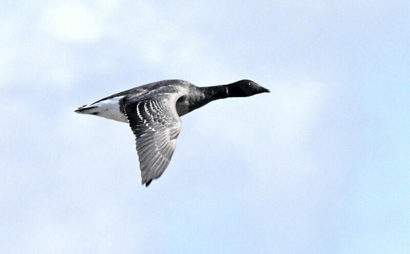 Brant Goose