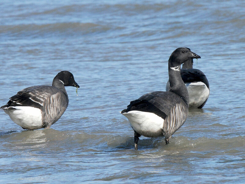 Brant Goose