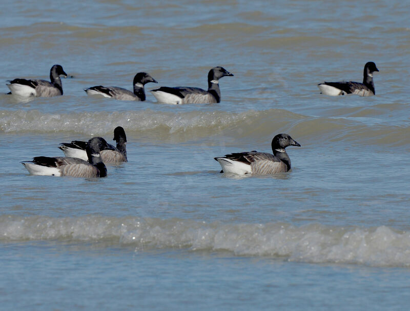 Brant Goose