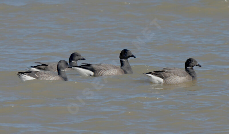 Brant Goose