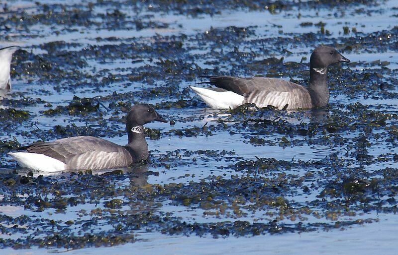 Brant Goose