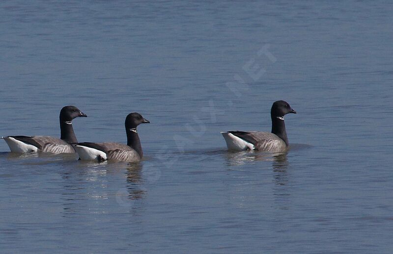 Brant Goose