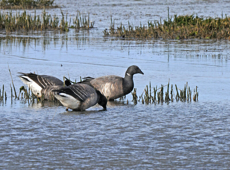 Brant Goose