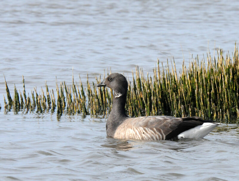 Brant Goose