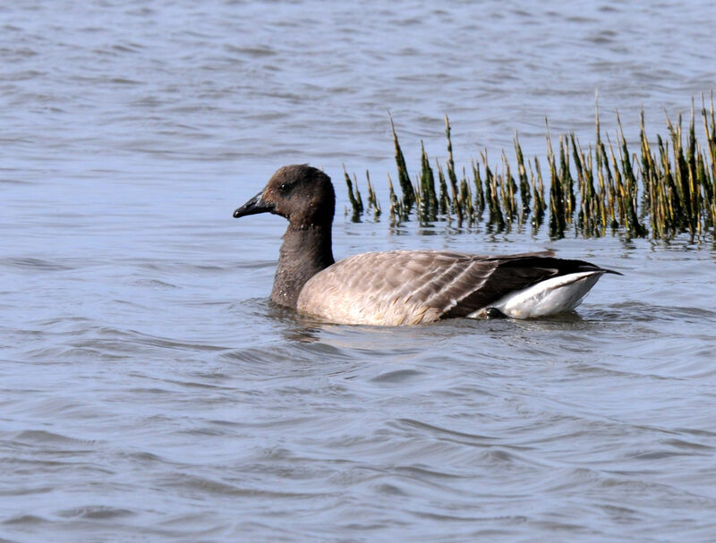 Brant Goose