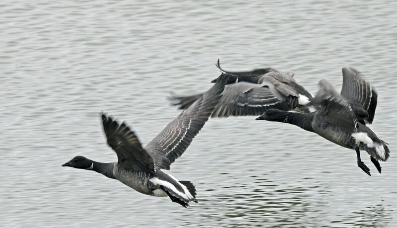 Brant Goose