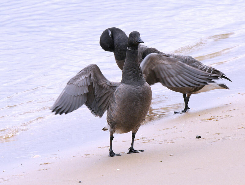 Brant Goose