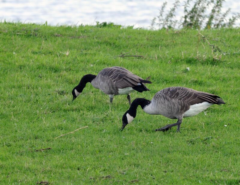 Canada Goose