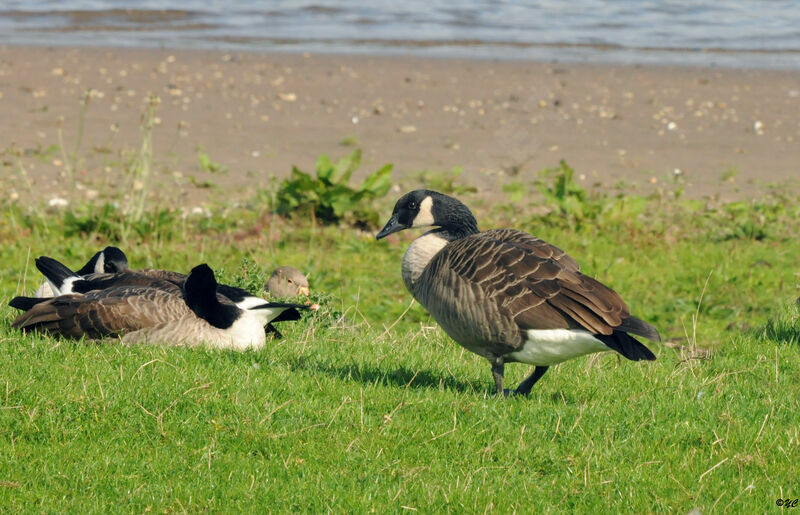 Canada Goose