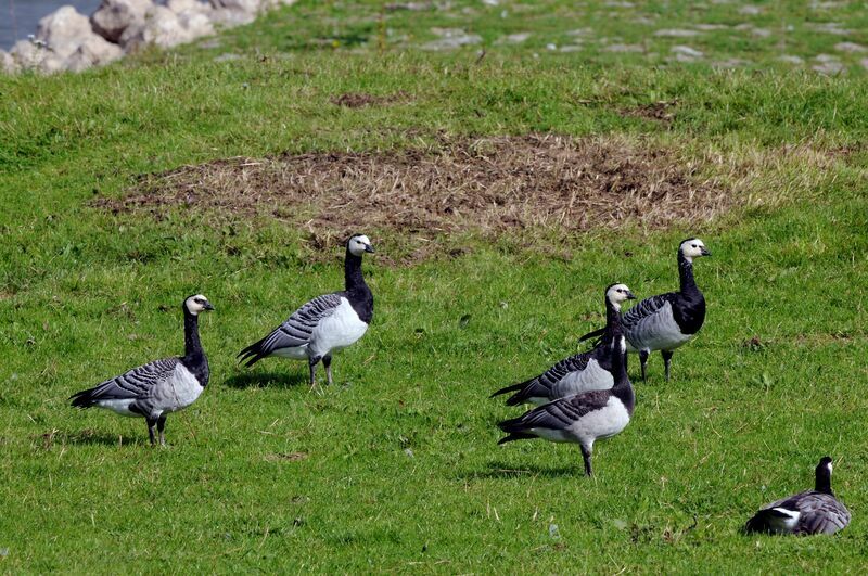 Barnacle Goose