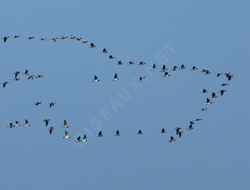 Barnacle Goose