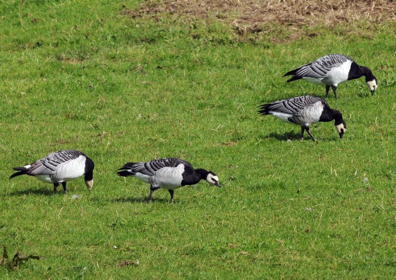 Barnacle Goose