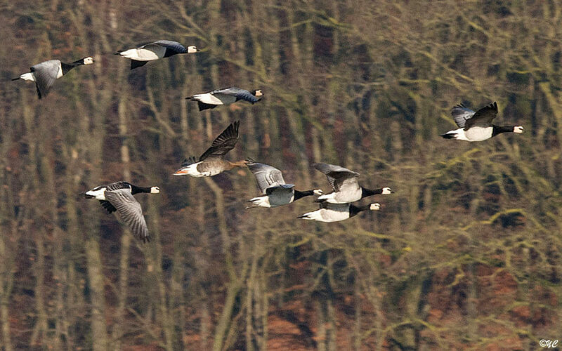 Barnacle Goose