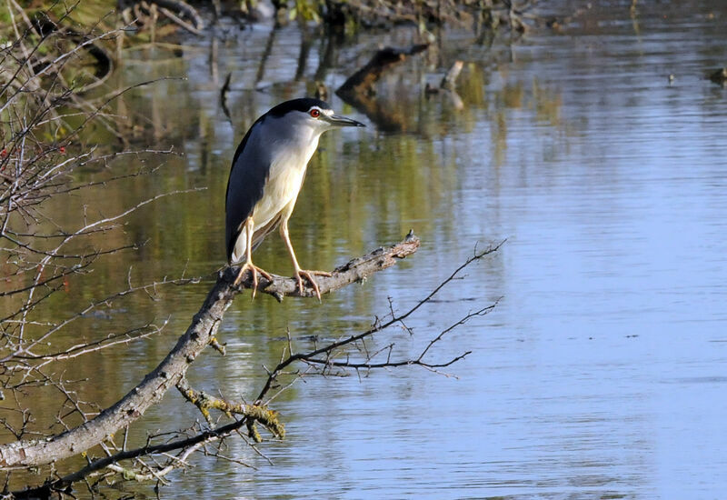 Black-crowned Night Heron