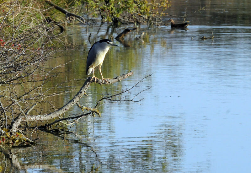 Black-crowned Night Heron