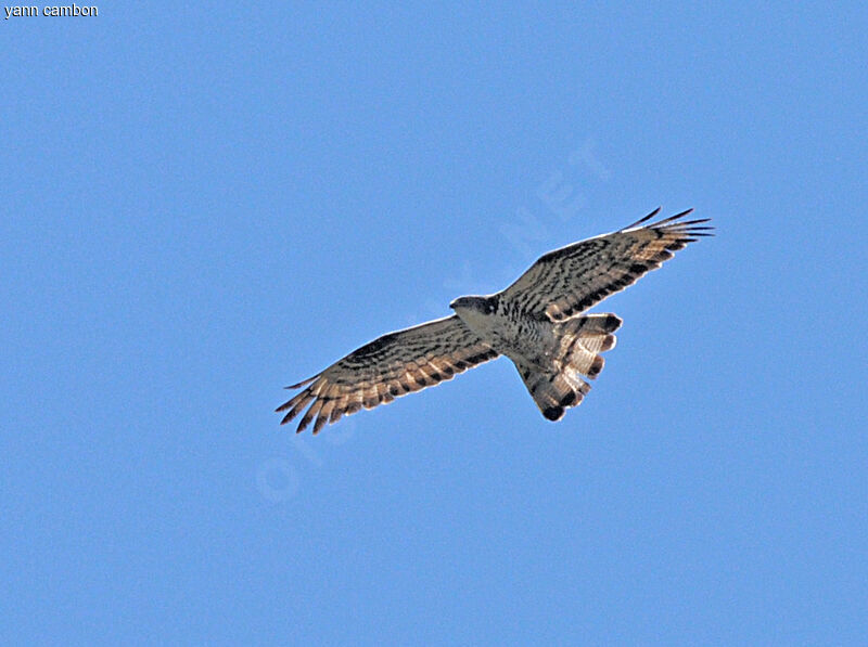 European Honey Buzzard