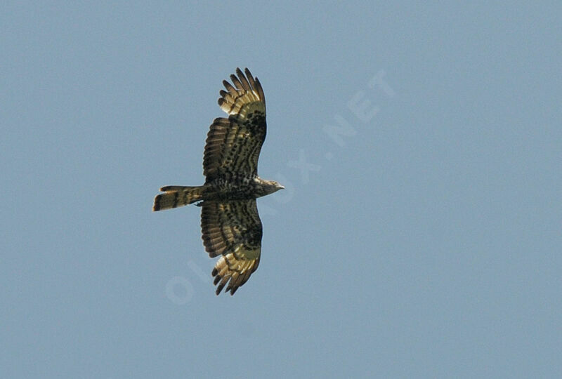 European Honey Buzzard