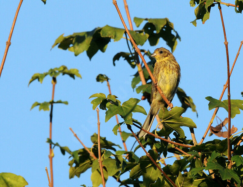 Bruant jaune