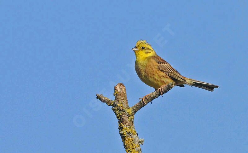 Bruant jaune mâle adulte nuptial