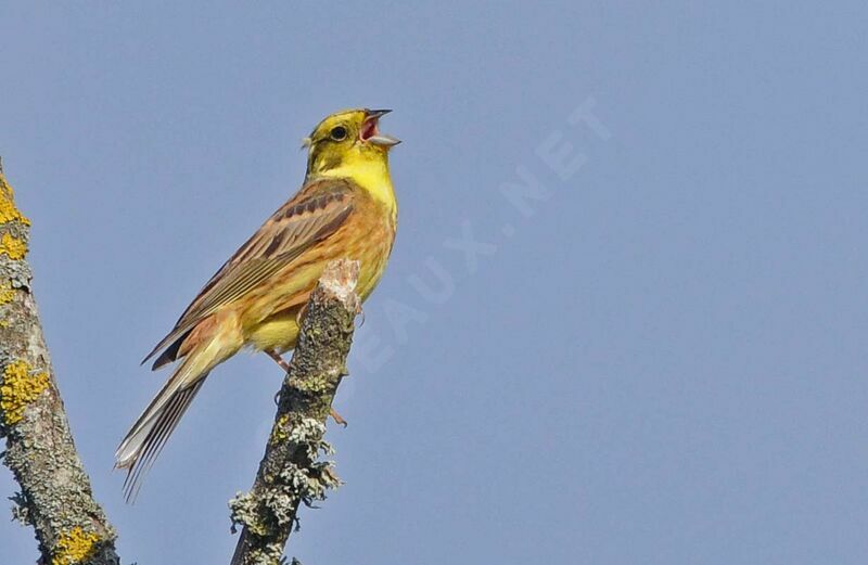 Bruant jaune mâle adulte nuptial