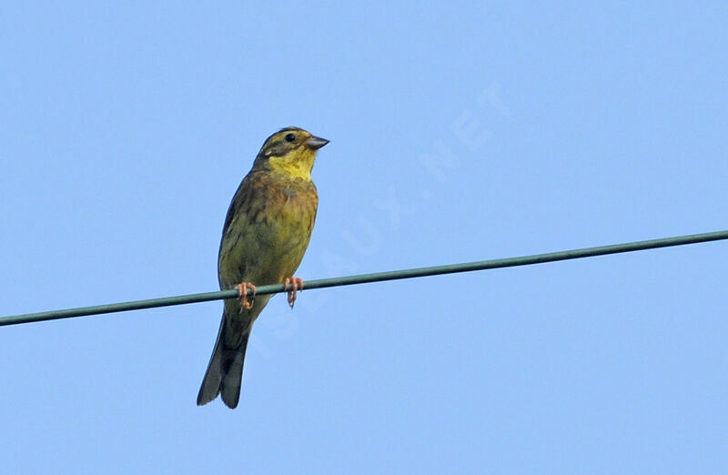 Bruant jaune