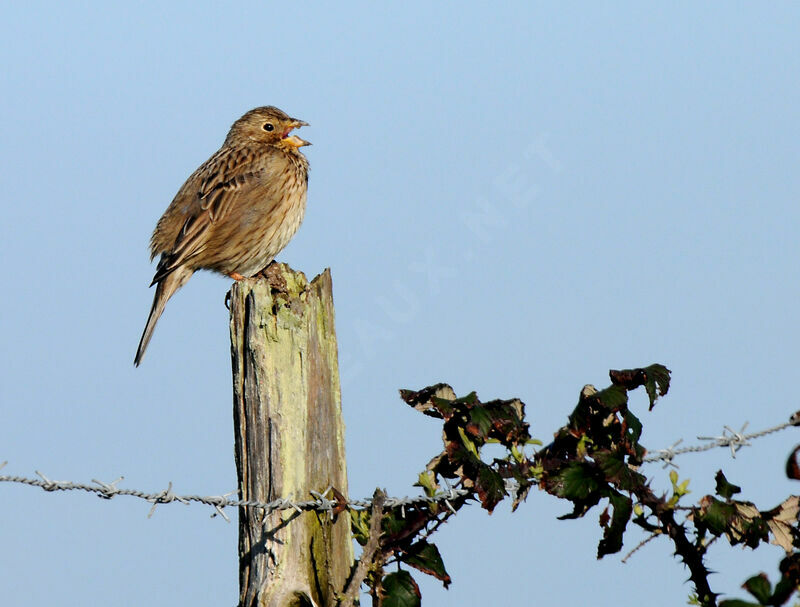 Corn Bunting male adult breeding