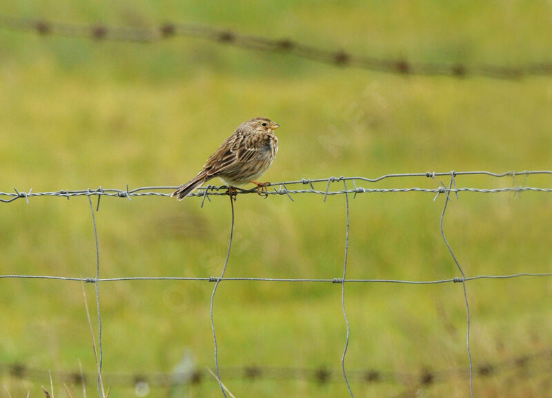 Corn Bunting