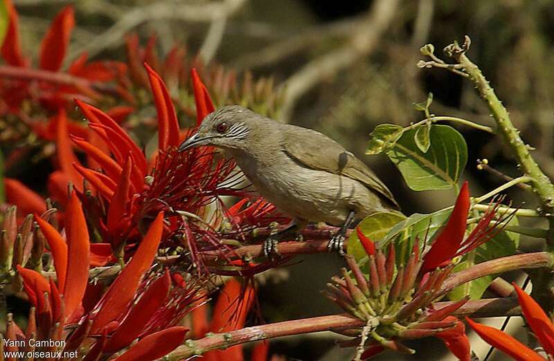 Bulbul de Blanfordadulte