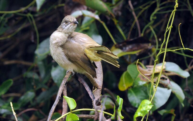 Bulbul de Conrad