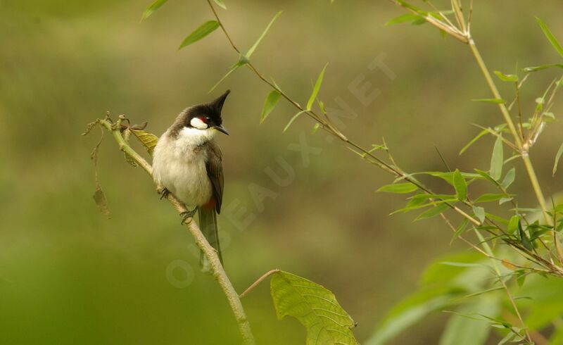 Red-whiskered Bulbul