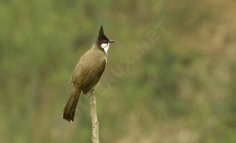 Bulbul orphée