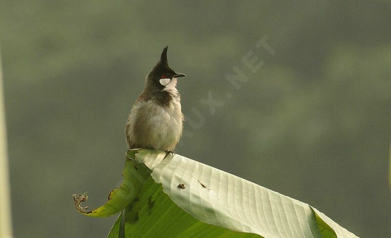 Bulbul orphée