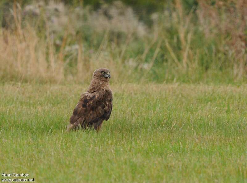 Swamp Harrieradult