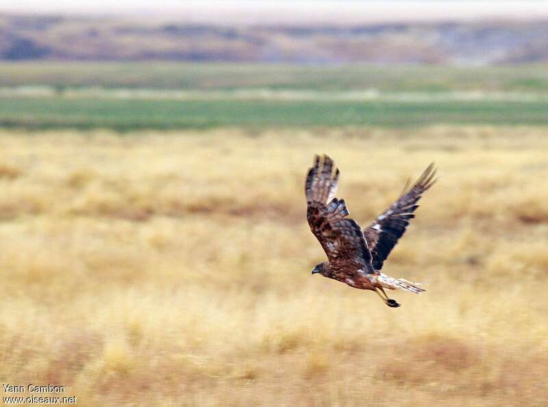 Swamp Harrier male adult, Flight