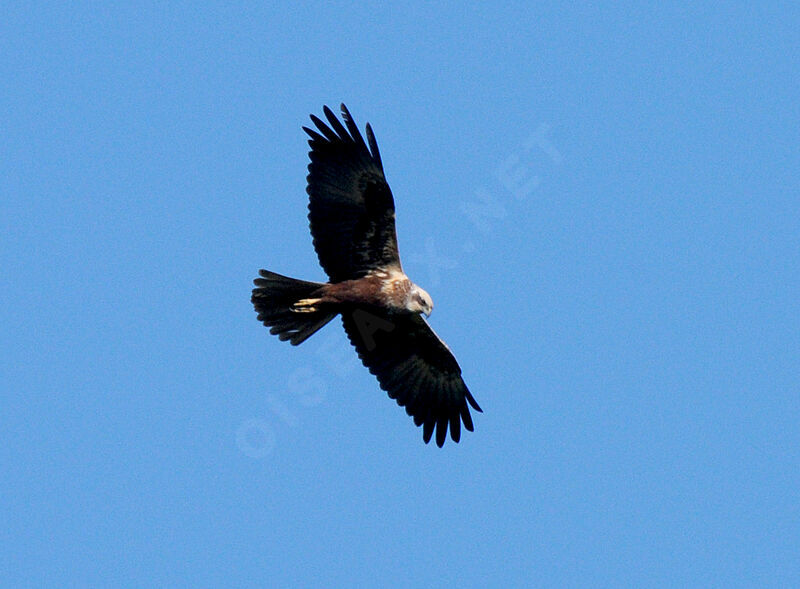 Western Marsh Harrier female