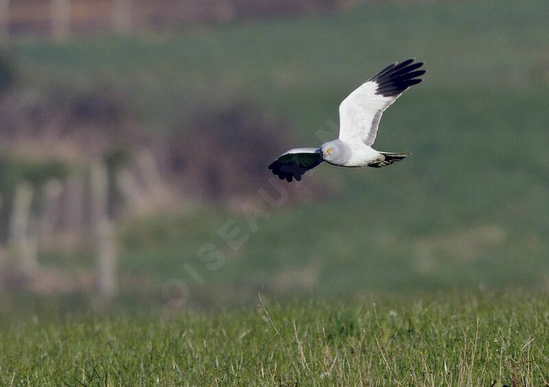 Hen Harrier male adult breeding