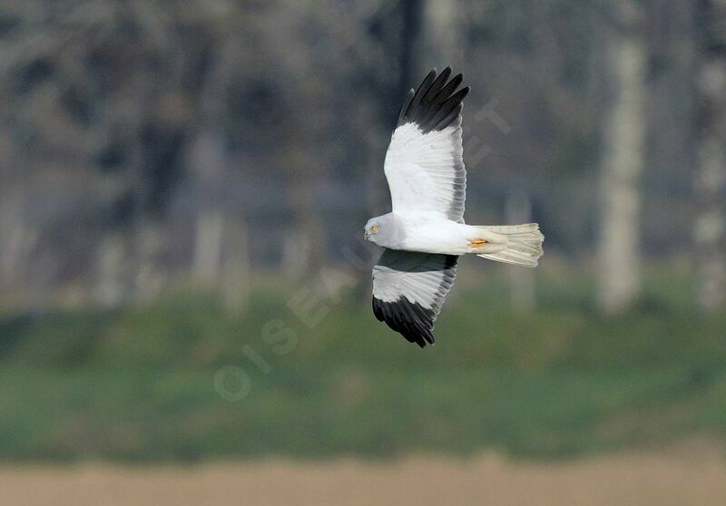 Hen Harrier male adult breeding