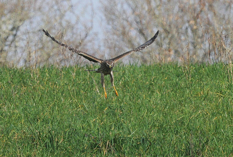 Hen Harrier female adult