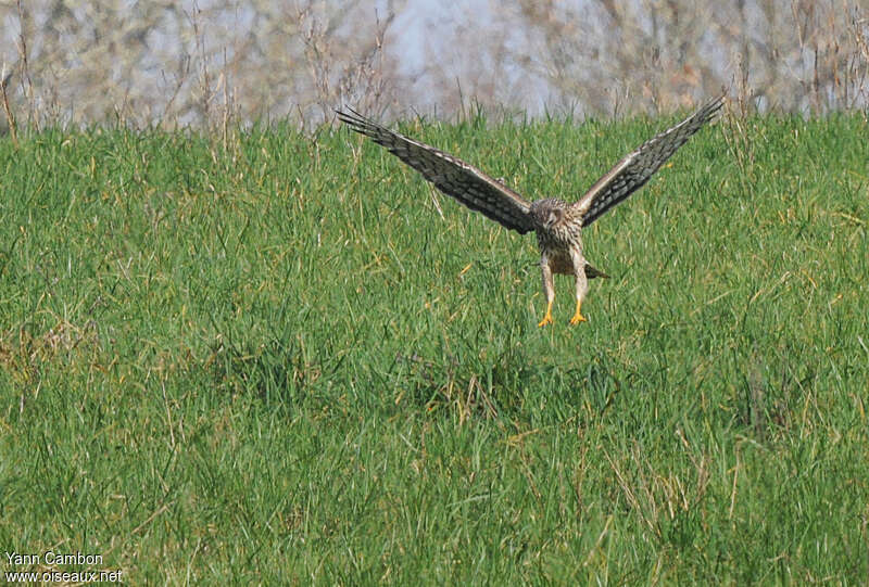 Hen Harrier female adult, fishing/hunting