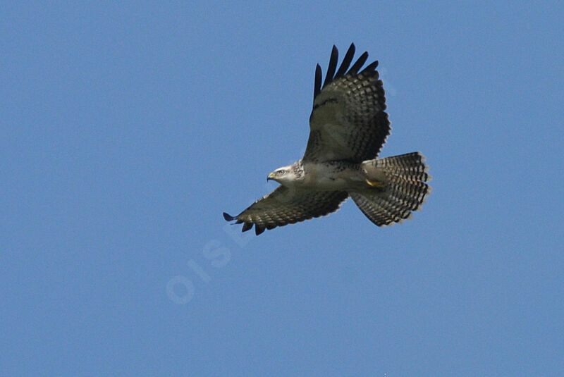 Buse variable