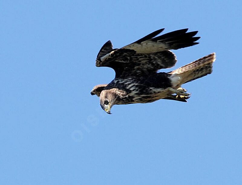 Common Buzzard