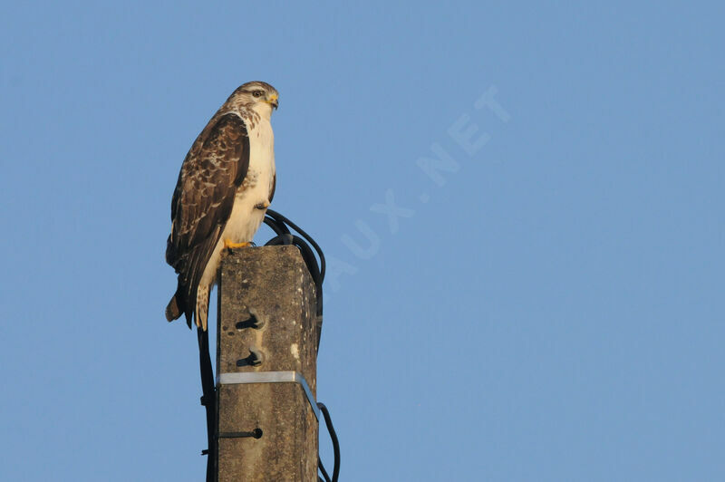 Buse variable